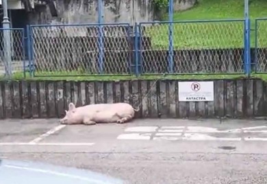 Svinja zavezana na parkingu policije (VIDEO)