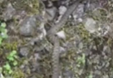 Zmija snimljena na šetalištu u Banjaluci (VIDEO)