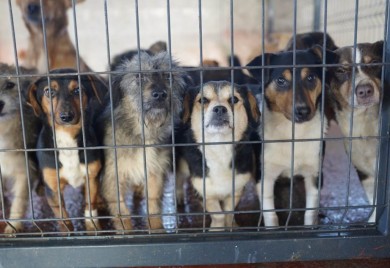 MANJAČA: Dan otvorenih vrata u azilu