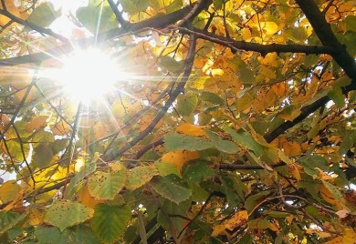 Temperatura danas do 26 stepeni