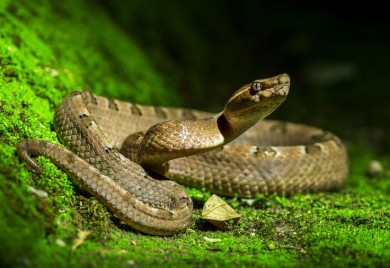 Zagreb: Zmija se uvukla u knjigovodstveni biro