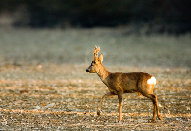 POREČ: Dva vozila udarila u srne, policija upozorava vozače