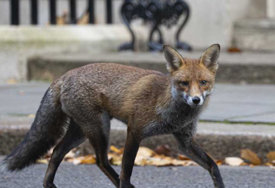 Lisica snimljena ispred sjedišta britanskog premijera