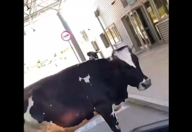 Krava stala na granicu i blokirala prolaz vozilima (VIDEO)