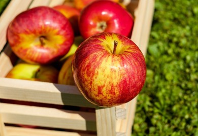 Pretjeran uvoz uništava domaću poljoprivredu
