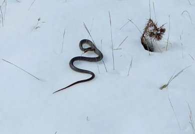 Vjerovali ili ne: U snijegu pronađena zmija (FOTO)