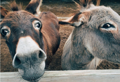 Lovački psi napali i povrijedili par magaraca na imanju