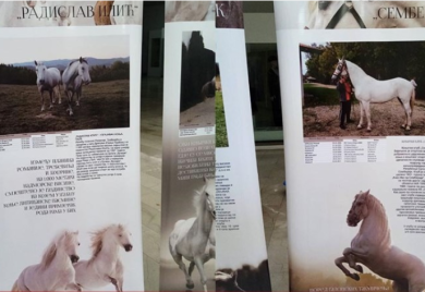 Bogata kultura i tradicija Srpske: Uzgoj lipicanera na listi UNESKA