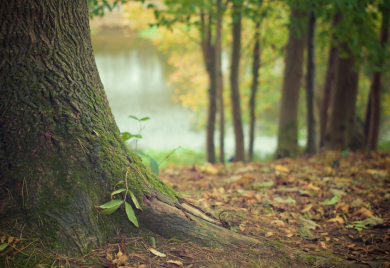 “Šume” u plusu 8,7 miliona KM