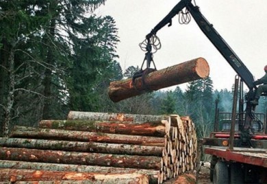 Osumnjičen za neovlaštenu prodaju drva vrijednih 244.000 KM