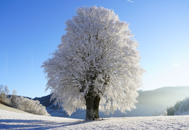 Ledi se krv u žilama: Selo u Crnoj Gori izmjerilo minus 26 stepeni