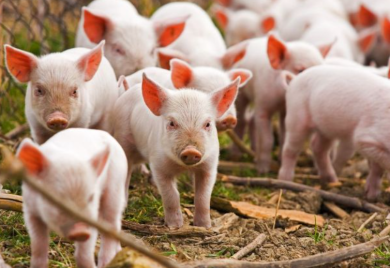 Opet poskupjeli prasići u Srpskoj: Pred Vaskrs možemo očekivati rekordnu cijenu
