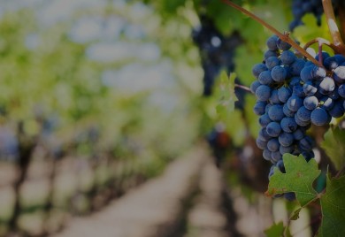Počela berba grožđa u Carskim vinogradima
