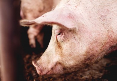 Afrička kuga svinja uznemirila Bijeljinu! Petrović najavio proglašenje vanredne situacije