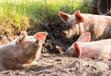 Vlada proglasila vanredno stanje u Semberiji