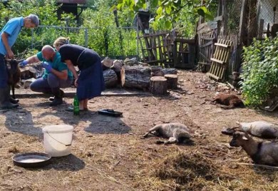 Psi lutalice zaklali četvoro jarića