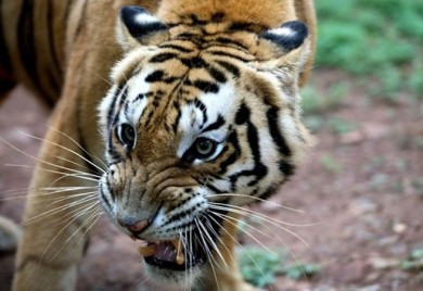 Policija ubila tigra nakon što je usmrtio najmanje devet ljudi