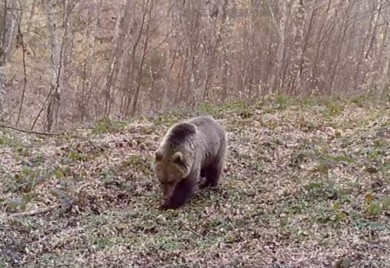 Mrki medvjed se probudio iz zimskog sna (VIDEO)