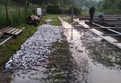 Zbog nevremena u Šipovu uginulo pet tona ribe (FOTO)