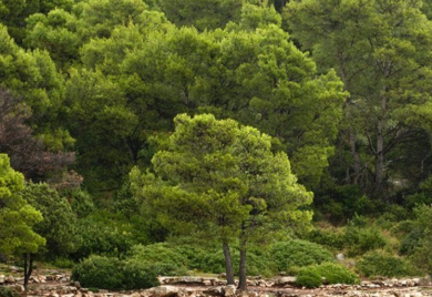 Grupnjak usred dana na dalmatinskoj plaži (FOTO)