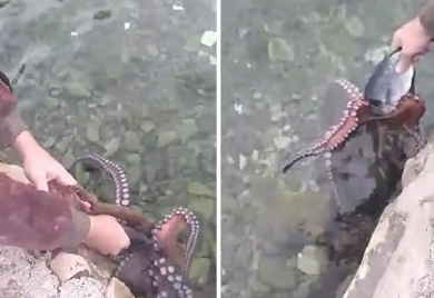 Dalmatincu hobotnice jedu iz ruke a on im tepa: Dođi, malena, dođi (VIDEO)