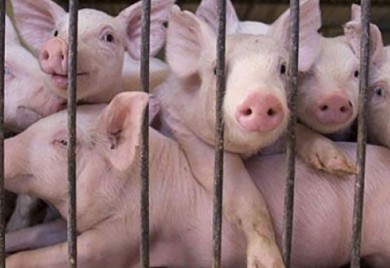 Paprena praznična trpeza: Preprodavci dižu cijenu prasića do 15 KM po kilogramu