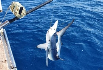 Na crnogorskom primorju primijećena rijetka vrsta ajkule