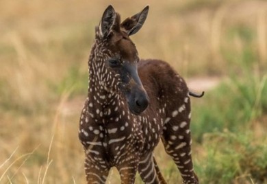 Zebra u Keniji privukla pažnju zbog neobičnog krzna