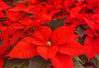 Kako održavati cvijet božićnu zvijezdu, koja je ukras u kućama za praznike