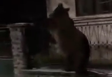 Nesvakidašnja scena u Vojvodini: Medvjed trči ulicom i preskače ogradu (VIDEO)
