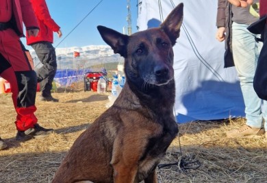 Tora povrijedila šapu: Nakon pronalaska djevojčice, morala kod veterinara