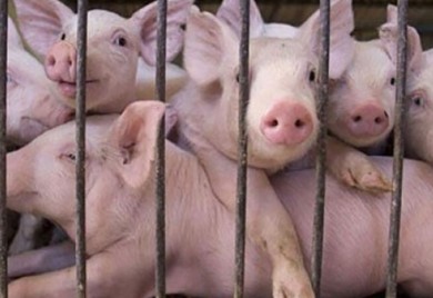 Kakva će biti cijena prasića oko praznika koji su pred nama