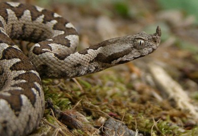 Djevojčicu ugrizao poskok kod Zvornika