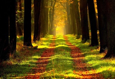 RS: “Šume Republike Srpske” poslovale pozitivno u prva dva kvartala