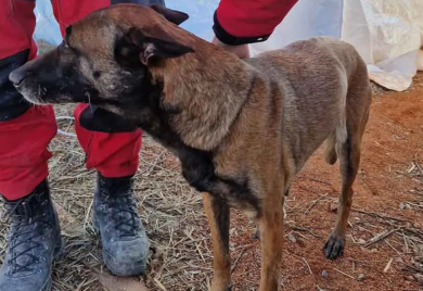 Psu Tori pružena medicinska pomoć, danas će odmarati