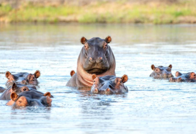 Kraj za Eskobarove "kokainske nilske konje": Kolumbija odobrila odstrel zbog zaštite ekosistema