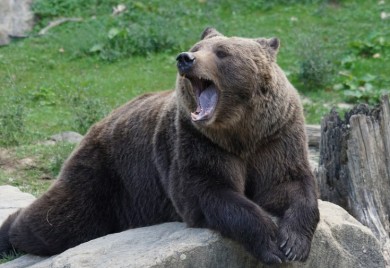 SAD: Medvjed upao na rođendansku zabavu i pojeo kolačiće