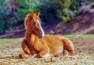 LIVNO: Spašeno divlje ždrijebe