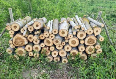 Muškarac uhapšen zbog šumske krađe