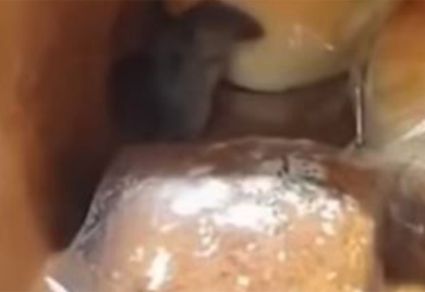 U trgovačkom centru snimljen miš kako jede hljeb