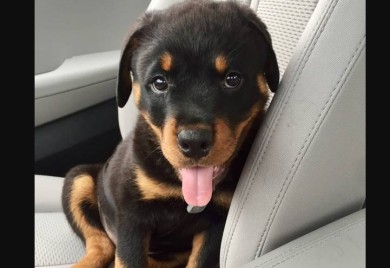 BiH: Niko ne broji koliko kućnih ljubimaca pređe preko granice