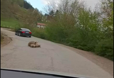 Na putu Foča - Šćepan Polje oprasila se krmača: "Stanje redovno"