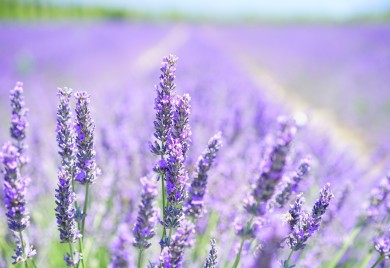 U borbi sa stresom mogu vam pomoći ove biljke