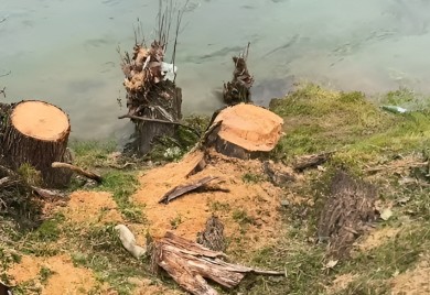 "Devastacija zelenila u Banjaluci mora stati; Krajnje vrijeme da se u projekte uključi struka"