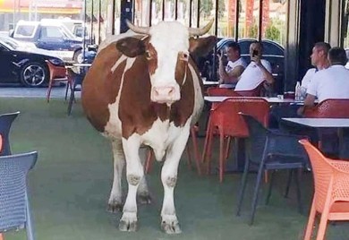 Krava ušetala u baštu kafića