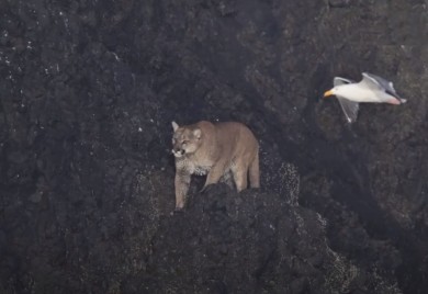 Plaža se zatvorila kada je puma poželjela da se sunča (VIDEO)