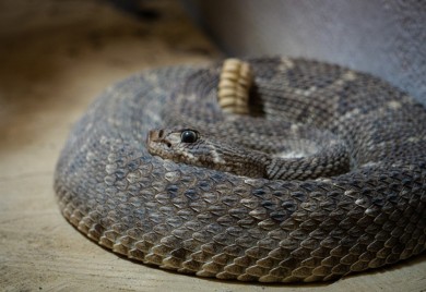 Zmija na letu, putnici počeli vrištati i podizati noge