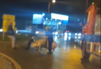 Neobičan snimak iz Preljine, svinja na kružnom toku