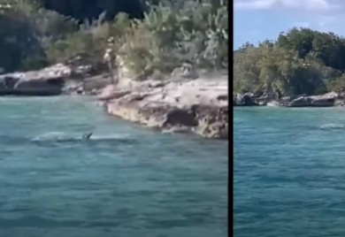 Pas u okršaju sa ajkulom: Skočio u vodu i otjerao je, turisti sa brodića snimili neočekivanu scenu (VIDEO)