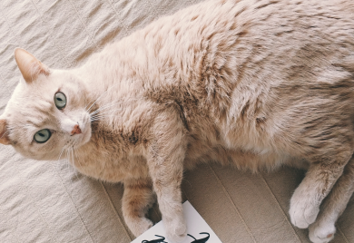 Mačke kao idealni ljubimci? Blagotvorna svojstva predenja